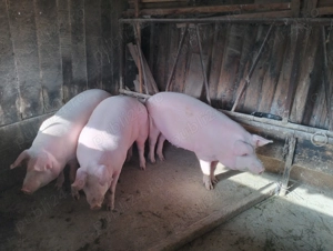 Porci de carne 130 - 160 kg
