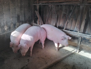 Porci de carne 130 - 160 kg - imagine 5