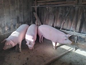 Porci de carne 130 - 160 kg - imagine 4