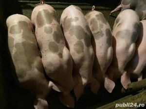 Purcei de vânzare  - imagine 4