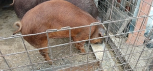 Purcei si porci duroc