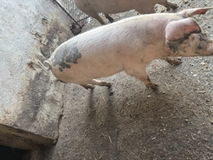 Porc (scroafă) 100-110 kg