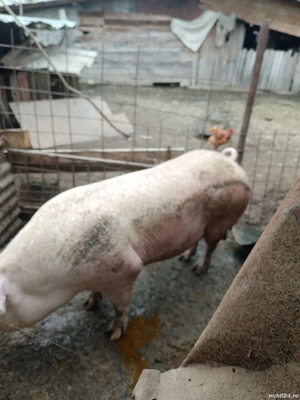 porci de carne  - imagine 2