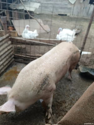 porci de carne  - imagine 3