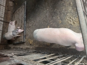 vand porci de craciun si purcei  - imagine 2