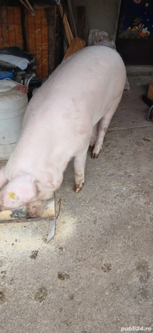 vand porcu de carne - imagine 2