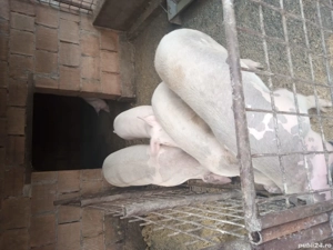 vand porci de craciun si purcei  - imagine 4