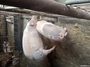 vand porci de craciun si purcei  - imagine 3