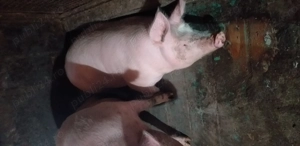 Porc de vanzare la 18 ron kg in loc.Capu Codrului