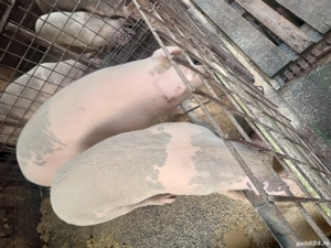 vand porci de craciun si purcei  - imagine 5