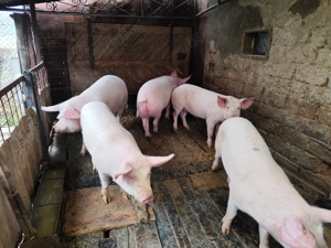 vand porci cu greutatea intre 90-110 kg crescuti natural