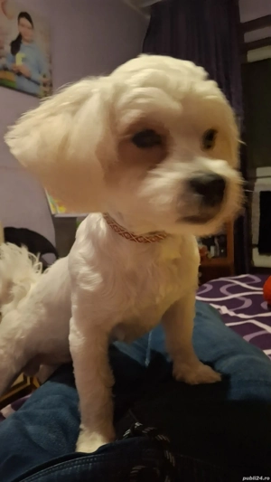 vand buson havanez - imagine 4