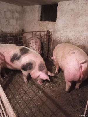 Porci de  vanzare