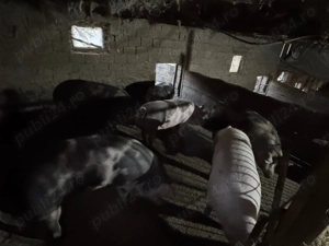 Vând porci  - imagine 2