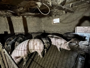 Vând porci  - imagine 3