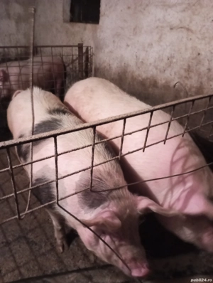 Porci de  vanzare - imagine 2