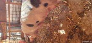 vand porc  - imagine 2