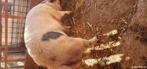 vand porc  - imagine 3