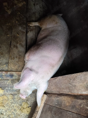 vand porc de carne, scroafa, cu greuatea de aproximativ 180-200 kg