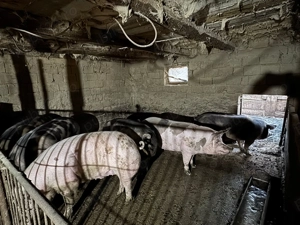 Vând porci  - imagine 4