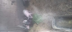 vand purcei - imagine 2