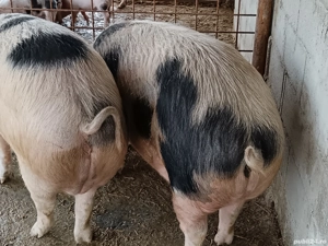 De vânzare 270 280 kg preț la tel sau în privat    - imagine 2