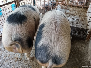 De vânzare 270 280 kg preț la tel sau în privat    - imagine 4