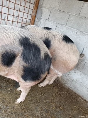 De vânzare 270 280 kg preț la tel sau în privat    - imagine 3