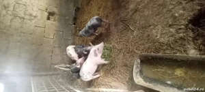 vand purcei - imagine 3