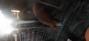 Disponibil porc Mangalita 