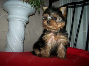 Yorkshire Terrier Mini Toy - masculi și femele, garantie, carnet, vaccin, deparazitare - imagine 2