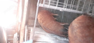 Disponibil porc Mangalita  - imagine 4