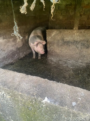 Porci 10 lei kg - imagine 2