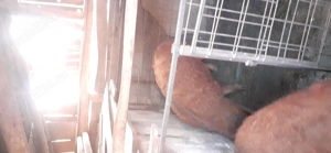 Disponibil porc Mangalita  - imagine 5