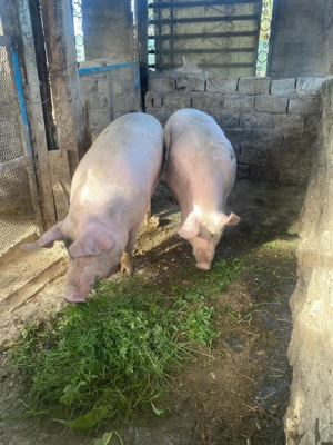 Porci 10 lei kg - imagine 3