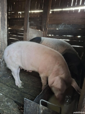 Porci bazna - imagine 3