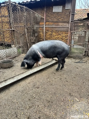 Femelă bazna 80 kg - imagine 3