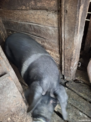 Porci bazna - imagine 4