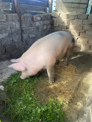 Porci 10 lei kg - imagine 4