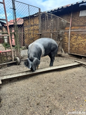 Femelă bazna 80 kg - imagine 5