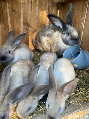 Iepuri secuiesti - imagine 3