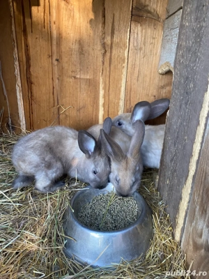 Iepuri secuiesti - imagine 5