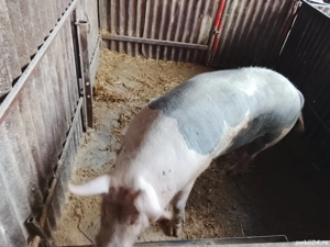 porc pentru sacrificat