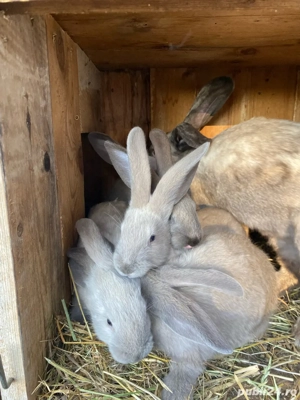 Iepuri secuiesti - imagine 2