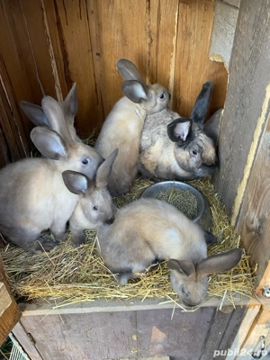 Iepuri secuiesti - imagine 4