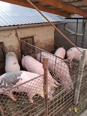 Porci de vanzare