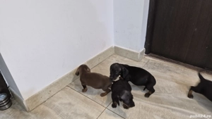 Tekel par scurt 7 săptămâni  - imagine 2