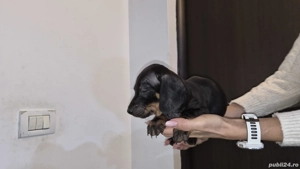 Tekel par scurt 7 săptămâni  - imagine 3