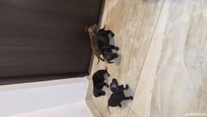 Tekel par scurt 7 săptămâni  - imagine 4