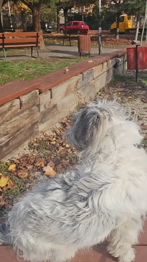 Ofer cățel spre adopție